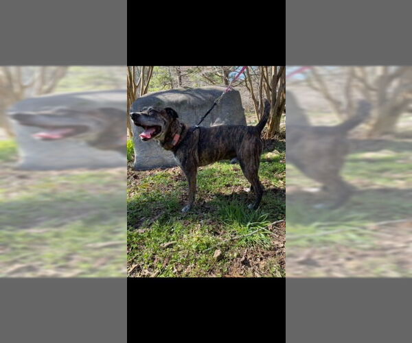 Medium Photo #14 Mutt Puppy For Sale in Calhoun, GA, USA
