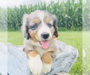 Bernedoodle (Miniature) Puppy for sale in GORDONVILLE, PA, USA