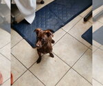 Small #2 Chiweenie