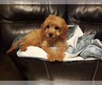 Small Photo #1 Cavapoo Puppy For Sale in COPPERAS COVE, TX, USA