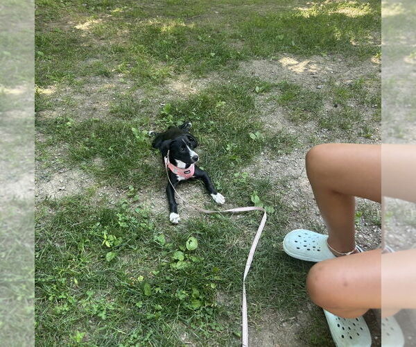 Medium Photo #2 Labbe Puppy For Sale in Brewster, NY, USA