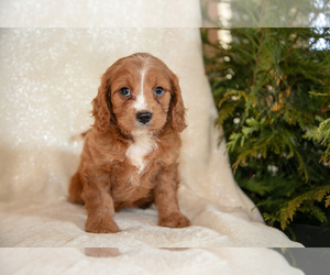 Cavapoo (Miniature) Litter for sale in LEOLA, PA, USA