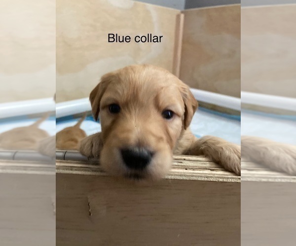 Medium Photo #8 Goldendoodle Puppy For Sale in MODESTO, CA, USA