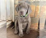 Puppy Lime Green Labrador Retriever