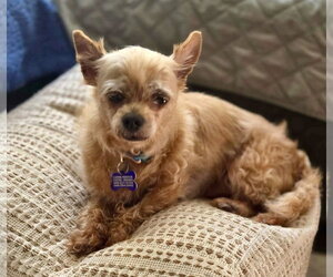 Chi-Poo (Miniature) Dogs for adoption in Mission Viejo, CA, USA