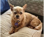 Small Chi-Poo (Miniature)