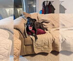 Small #50 American Pit Bull Terrier Mix