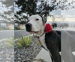 Small #6 American Pit Bull Terrier Mix