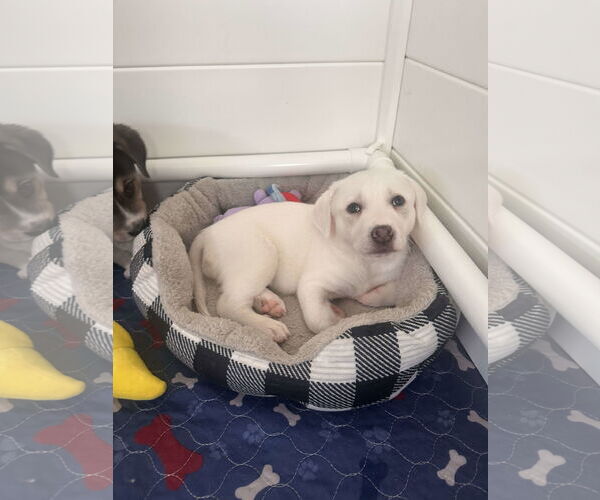 Medium Photo #10 Great Pyrenees-Unknown Mix Puppy For Sale in Houston, TX, USA