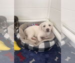 Small #9 Great Pyrenees Mix