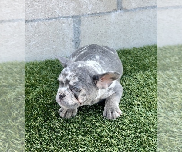 Medium Photo #13 French Bulldog Puppy For Sale in ALBUQUERQUE, NM, USA