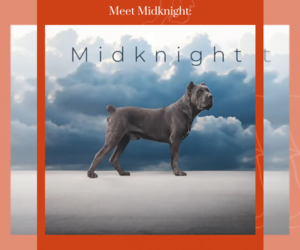 Father of the Cane Corso puppies born on 06/18/2025