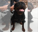 Small Photo #8 Rottweiler Puppy For Sale in AURORA, CO, USA