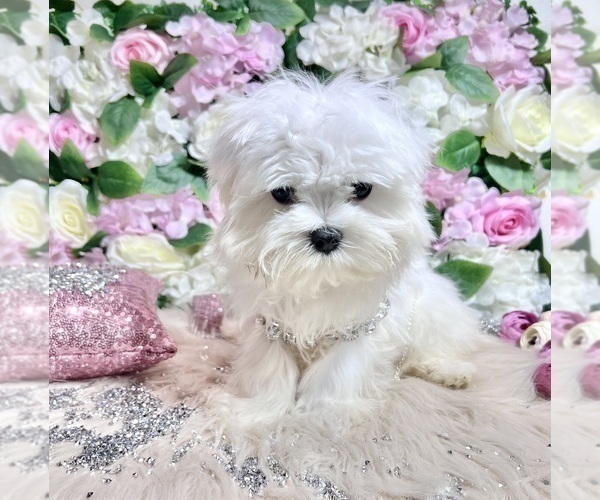 Medium Photo #74 Maltese Puppy For Sale in HAYWARD, CA, USA