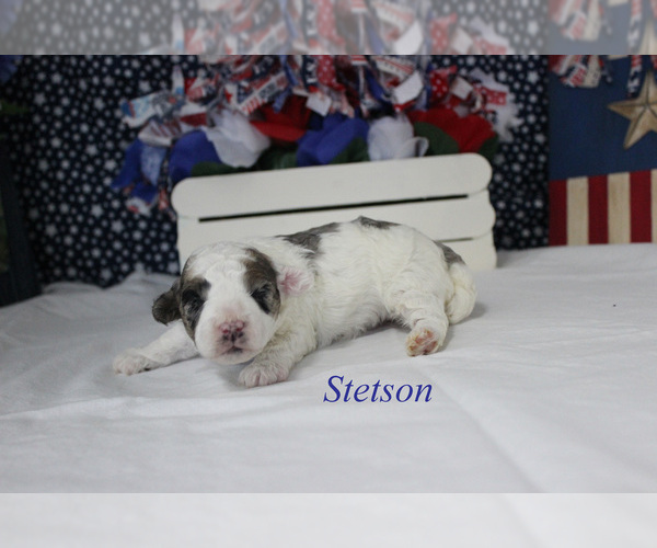 Medium Photo #10 Poodle (Miniature) Puppy For Sale in CHANUTE, KS, USA