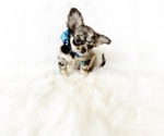 Small Photo #6 Chihuahua Puppy For Sale in SACRAMENTO, CA, USA