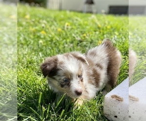 Miniature Australian Shepherd Puppy for sale in WHITEWATER, MO, USA