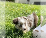 Small Photo #1 Miniature Australian Shepherd Puppy For Sale in WHITEWATER, MO, USA