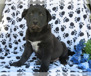 Golden Labrador Puppy for sale in SHILOH, OH, USA