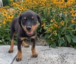 Puppy Gisele Rottweiler