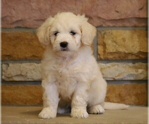 English Cream Golden Retriever-Poodle (Miniature) Mix Puppy for sale in FREDERICKSBG, OH, USA