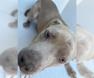 Mutt Dogs for adoption in Houston, TX, USA