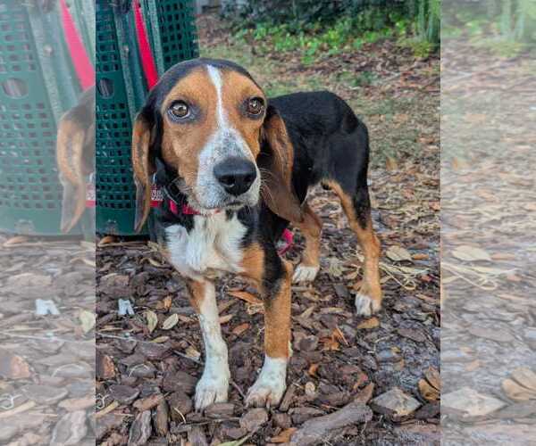 Medium Photo #3 Beagle Puppy For Sale in Dunnellon, FL, USA