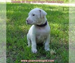 Small Photo #64 Dogo Argentino Puppy For Sale in JANE, MO, USA