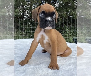 Boxer Puppy for Sale in PAWNEE CITY, Nebraska USA