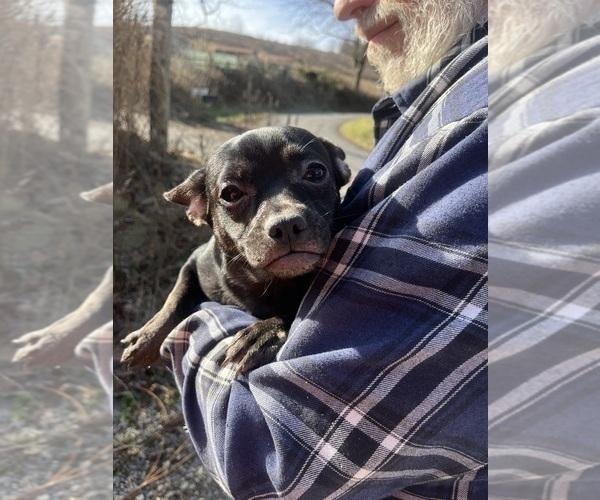 Medium Photo #79 French Bullhuahua Puppy For Sale in SPRAGGS, PA, USA