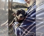 Small Photo #79 French Bullhuahua Puppy For Sale in SPRAGGS, PA, USA