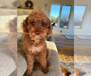 Bucky - Male Poodle (Miniature) Dog for Adoption - Photo #4