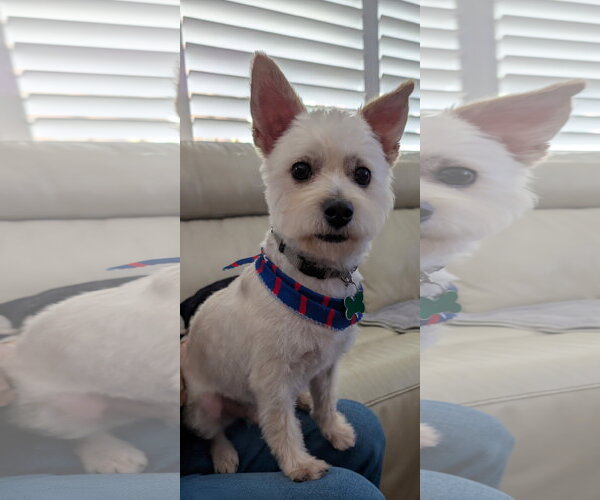 Medium Photo #7 Mutt Puppy For Sale in Mission Viejo, CA, USA