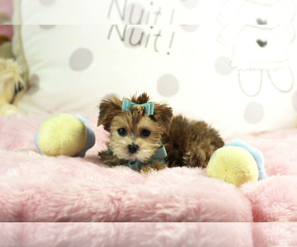 Medium Photo #3 Morkie Puppy For Sale in MIAMI BEACH, FL, USA