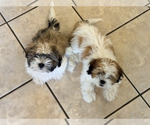 Shih Tzu Puppy for sale in ALBUQUERQUE, NM, USA