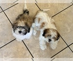 Litter of 2 - Male Shih TzuLitter of Puppies for Sale - Small photo
