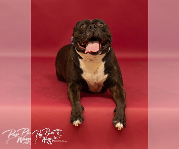 Medium Photo #8 American Staffordshire Terrier Puppy For Sale in Claremore, OK, USA