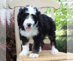 Bernedoodle Puppy for sale in MERCERSBURG, PA, USA