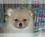 Small #3 Pomeranian