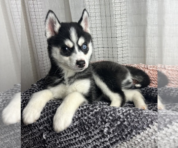Medium Photo #5 Pomsky Puppy For Sale in GREENWOOD, IN, USA