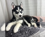 Small Photo #5 Pomsky Puppy For Sale in GREENWOOD, IN, USA