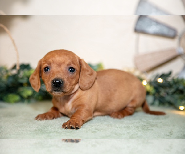 Medium Photo #3 Dachshund Puppy For Sale in NAPPANEE, IN, USA