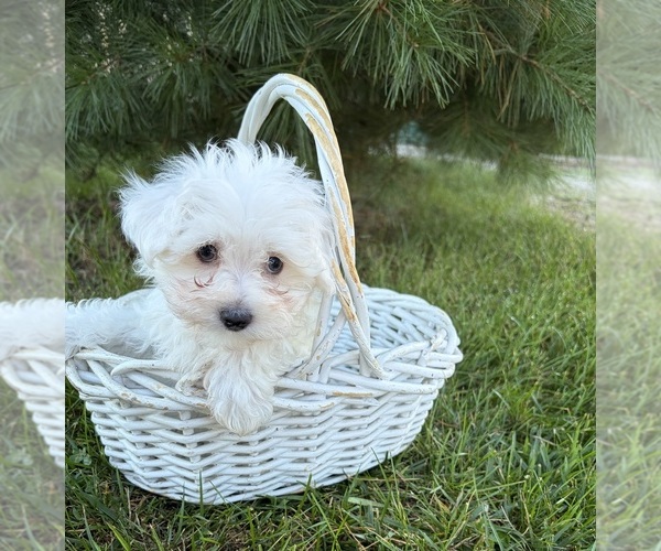 Medium Photo #3 Maltese Puppy For Sale in MIDDLEBURY, IN, USA
