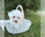 Small #2 Maltese