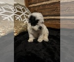 Small Photo #2 Poodle (Miniature) Puppy For Sale in BARNETT, MO, USA