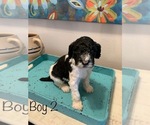 Small Photo #1 Poodle (Standard) Puppy For Sale in WALNUT RIDGE, AR, USA