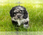 Small Photo #19 Cocker Spaniel Puppy For Sale in NAPPANEE, IN, USA