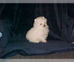 Small Photo #1 Pomeranian Puppy For Sale in APPLE VALLEY, CA, USA