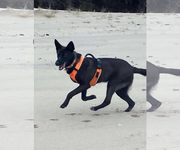 Medium Photo #3 German Shepherd Dog-Unknown Mix Puppy For Sale in Coldwater, MI, USA