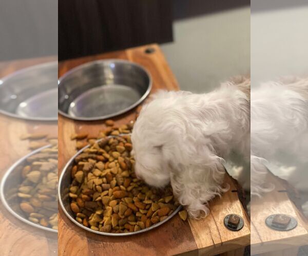 Medium Photo #10 Cocker Spaniel Puppy For Sale in Lewistown, PA, USA